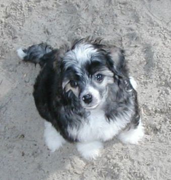 Gwan Top Model De Rama