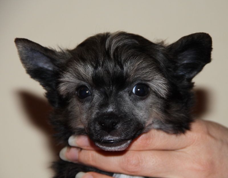 Dogland Happy Barbados