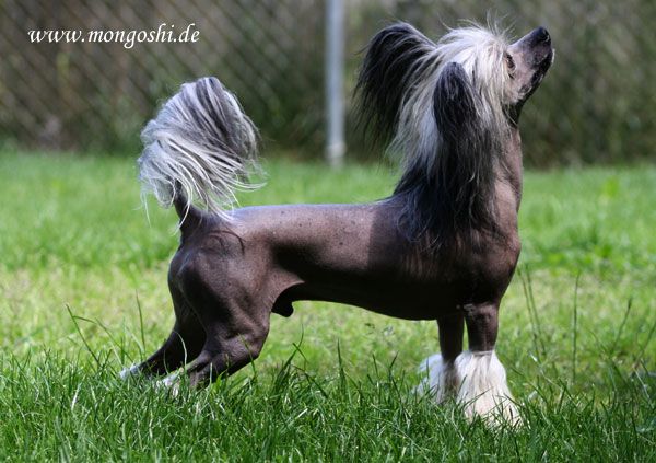 Lionheart Kommander Krowe