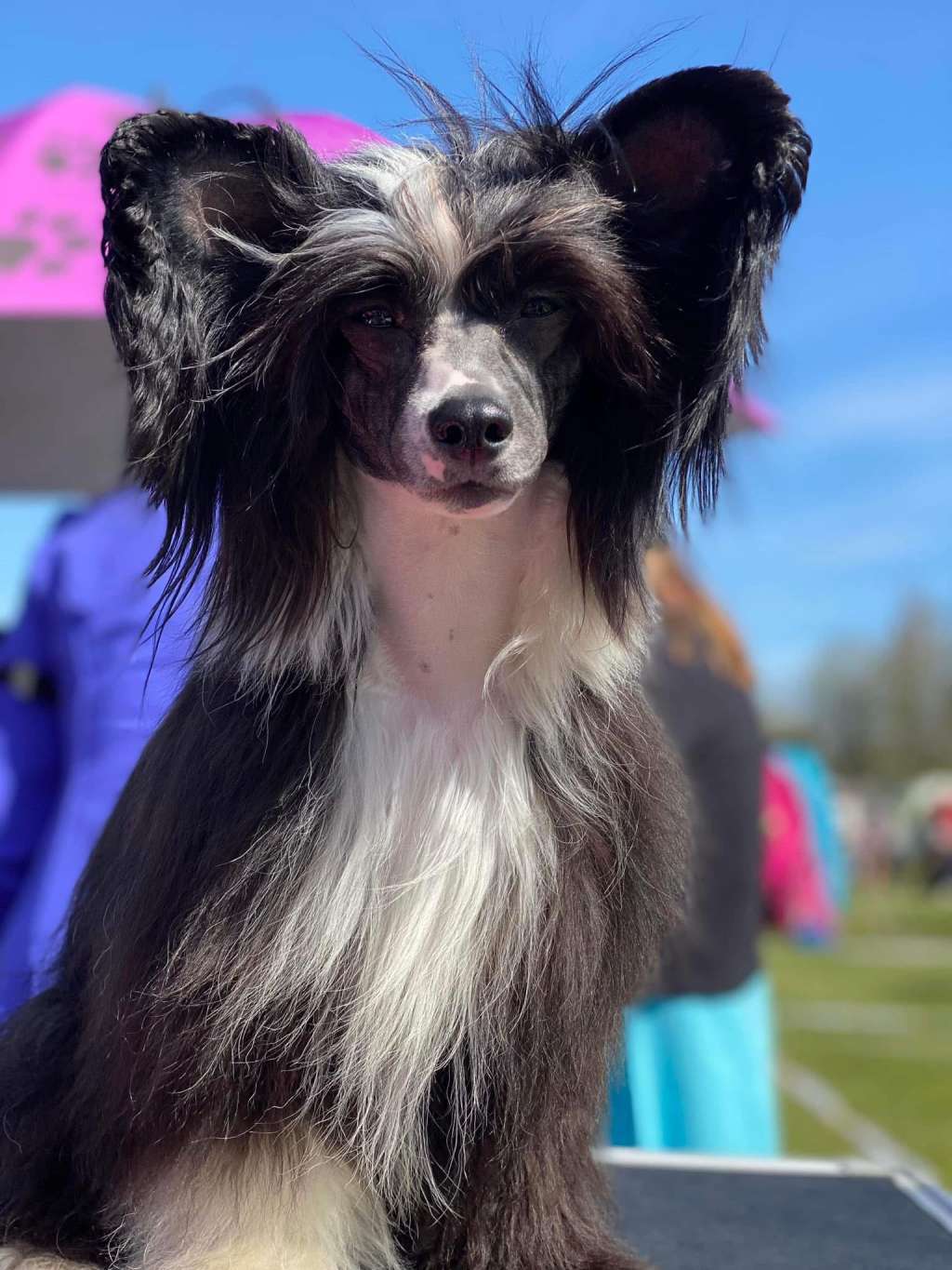 Royalette's I Am Yours