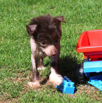 Gwendoline Sweet vom Elfental