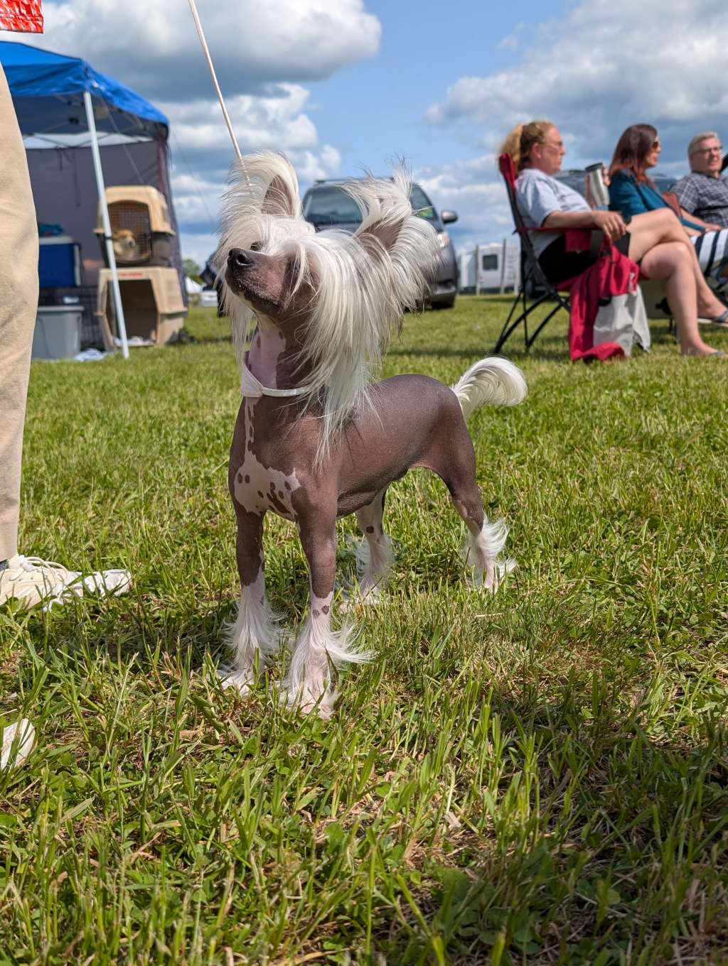 Wyrmtale N Gardine of My Heart