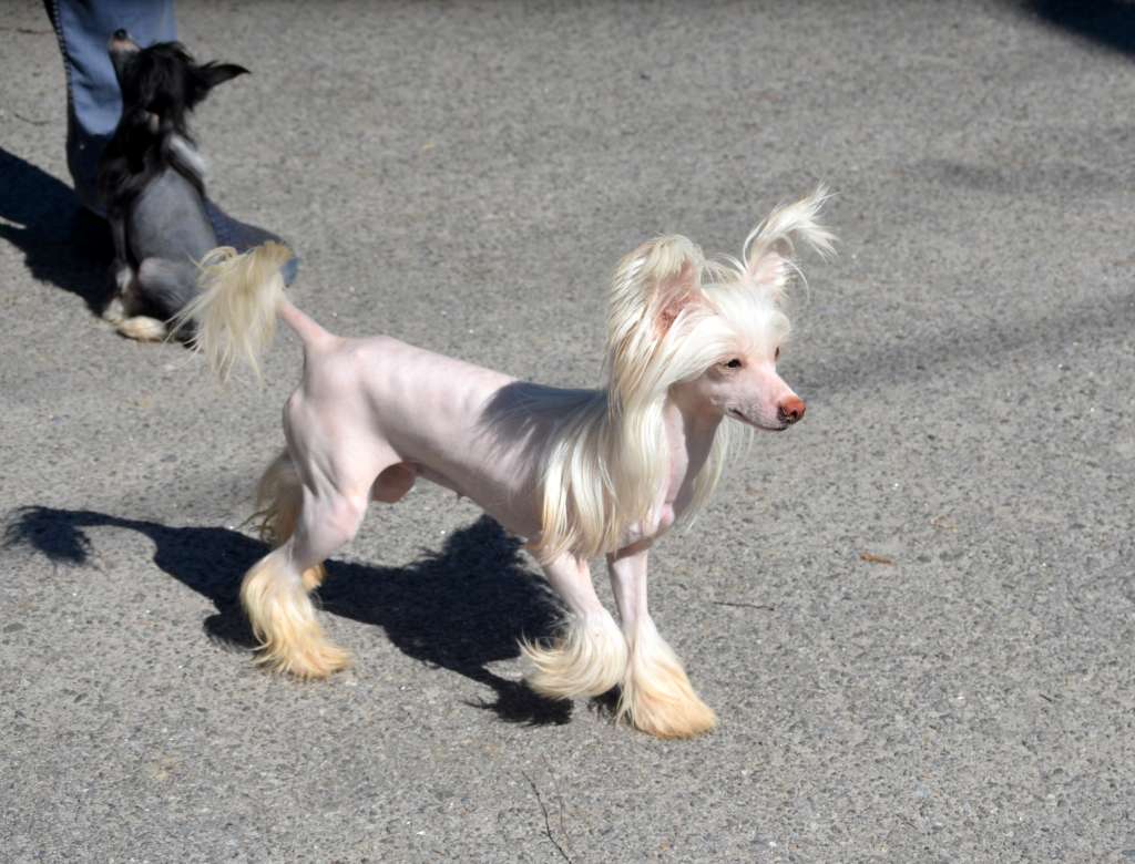 Magic of Success Golden Lady