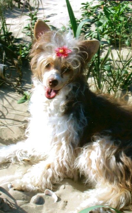 Outlaw's Pistol Packn Saki