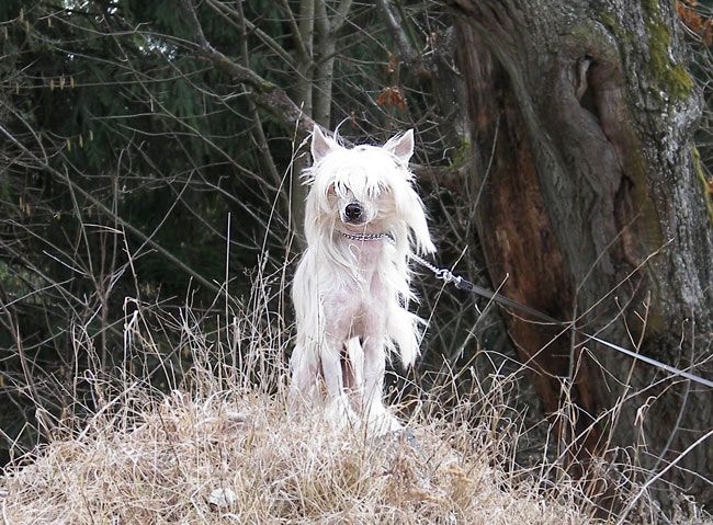 Olegro Katrin Keeper Of Happiness