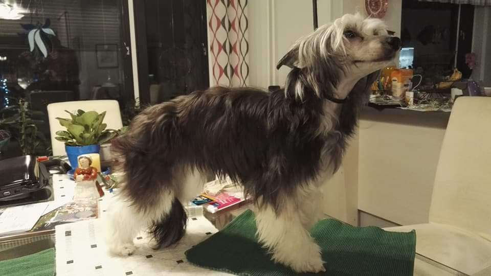 Kultapaimenen Just In Time