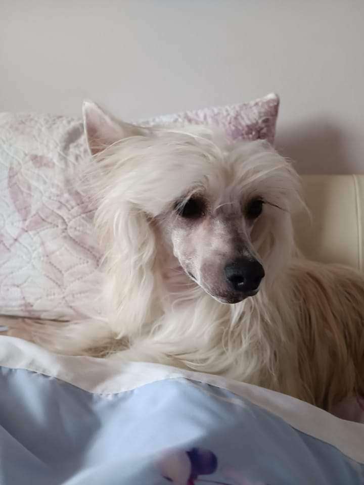 Fly me to the Moon Laminacka