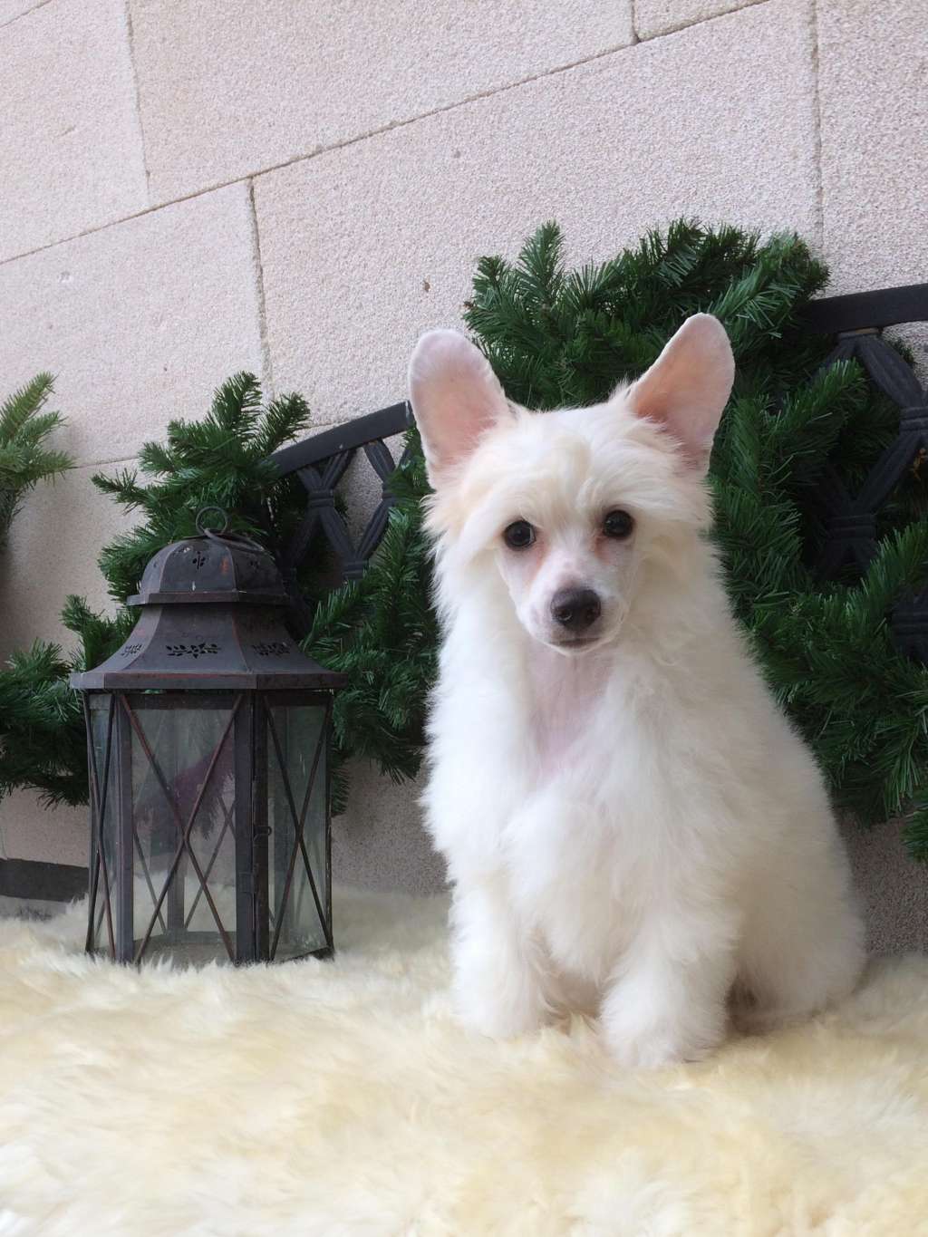 Golden Celebrity Akwen