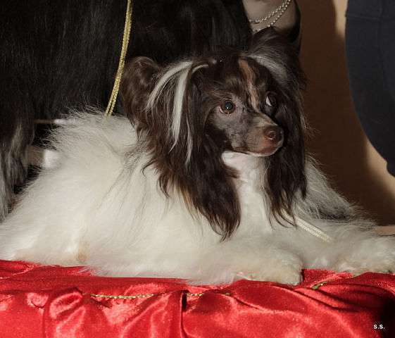 Charuyuschiy Soblazn Feeriya Kolor