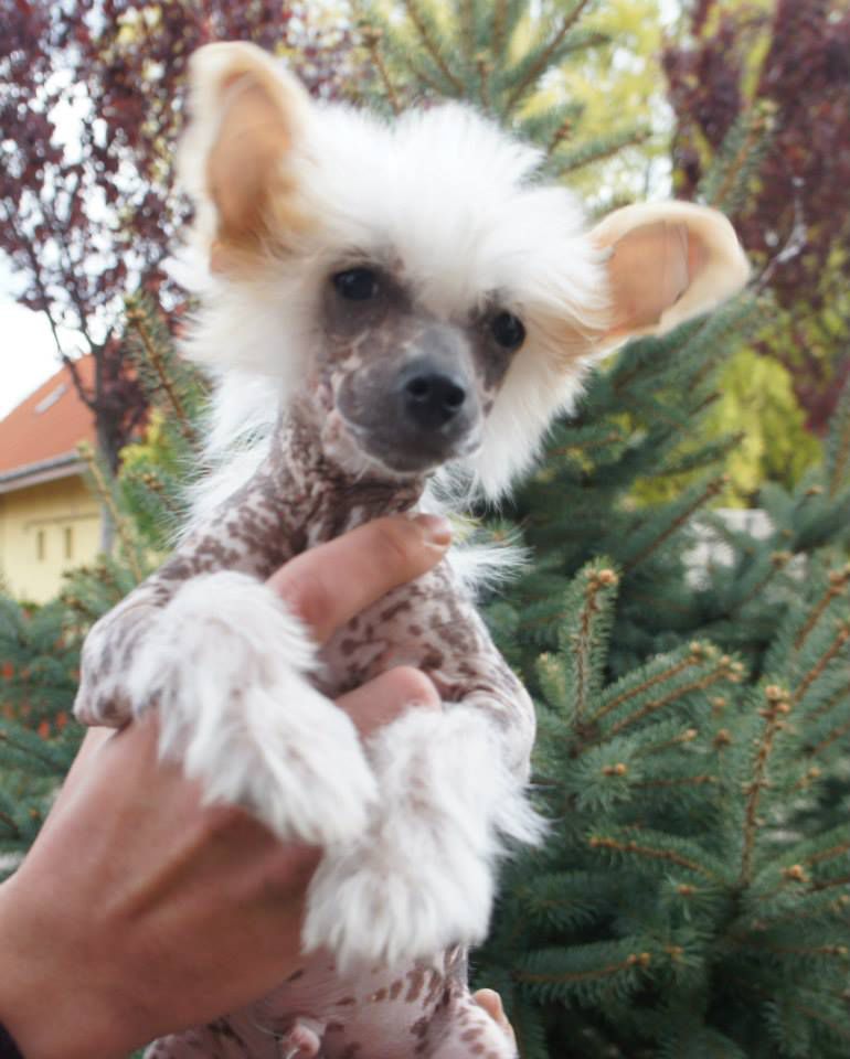 Vulcano de L'Essence de Mon Tout