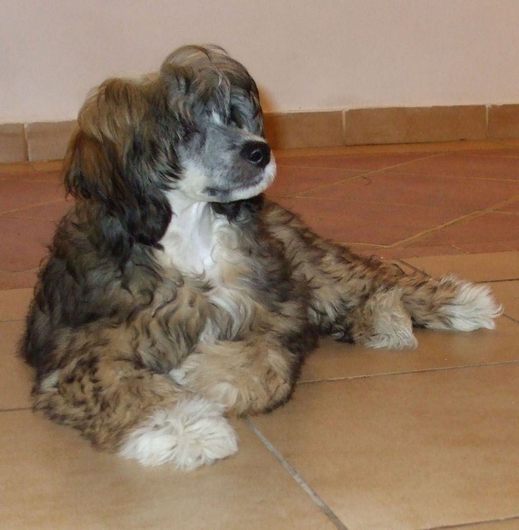 Willy z Jasne hvezdy