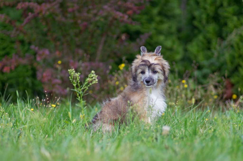 Hrabianka Jak Kazda Pretensja