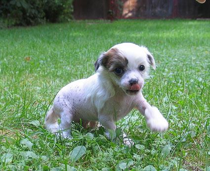 Rus Crimson Empaer Zoltan