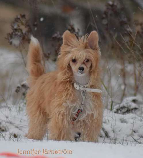 Tiny Rascal's Morning Glow
