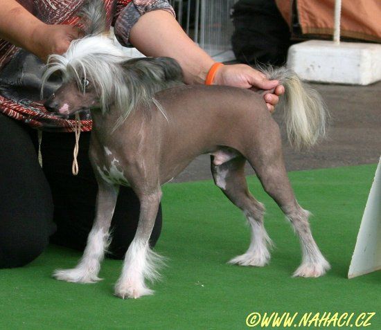 Antoni z Libovicke Osady