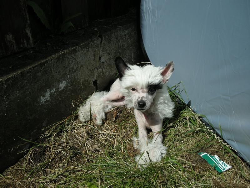 Zödra Gremlins Destiny