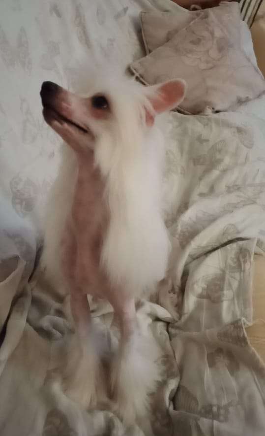 Zvezdnyi pyos iz Chudnoy Doliny