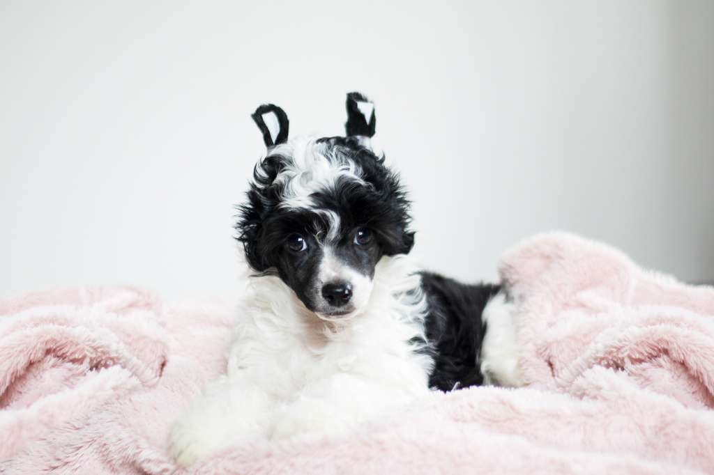 Martinik Plysovy pritel