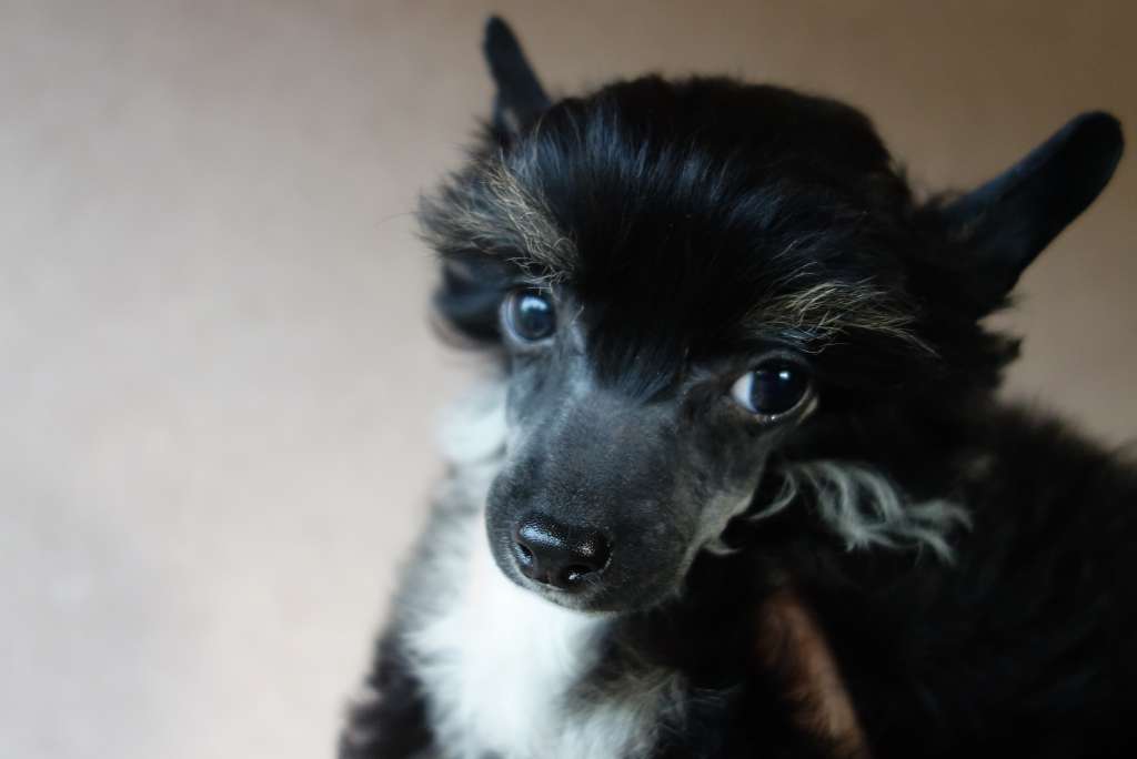 Dîndhâli Loki Floki