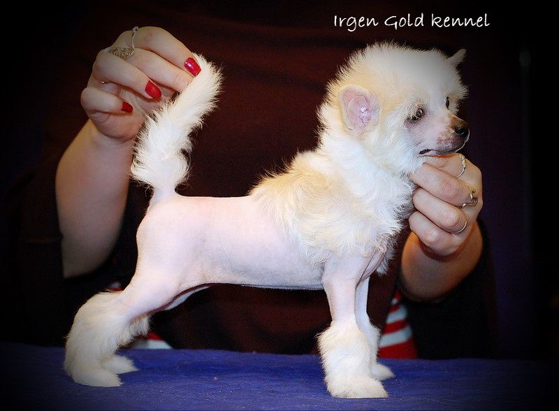 Irgen Gold Punto Danza