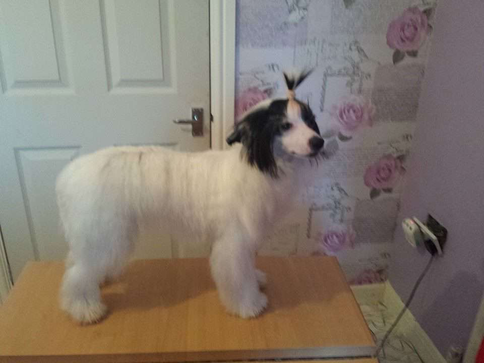 Zerachiel Fluff Puff