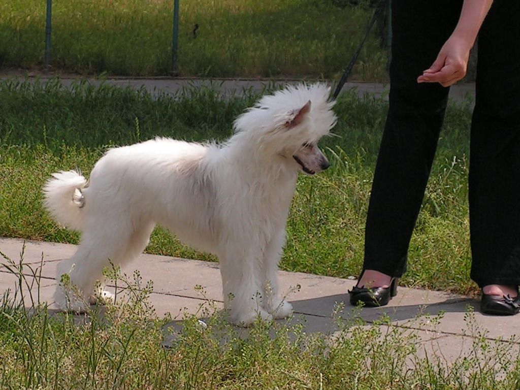 Tasmina Kozlówkowy Wzgórek