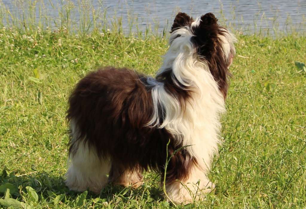 Rossava Valiance iz Clana Timurlana