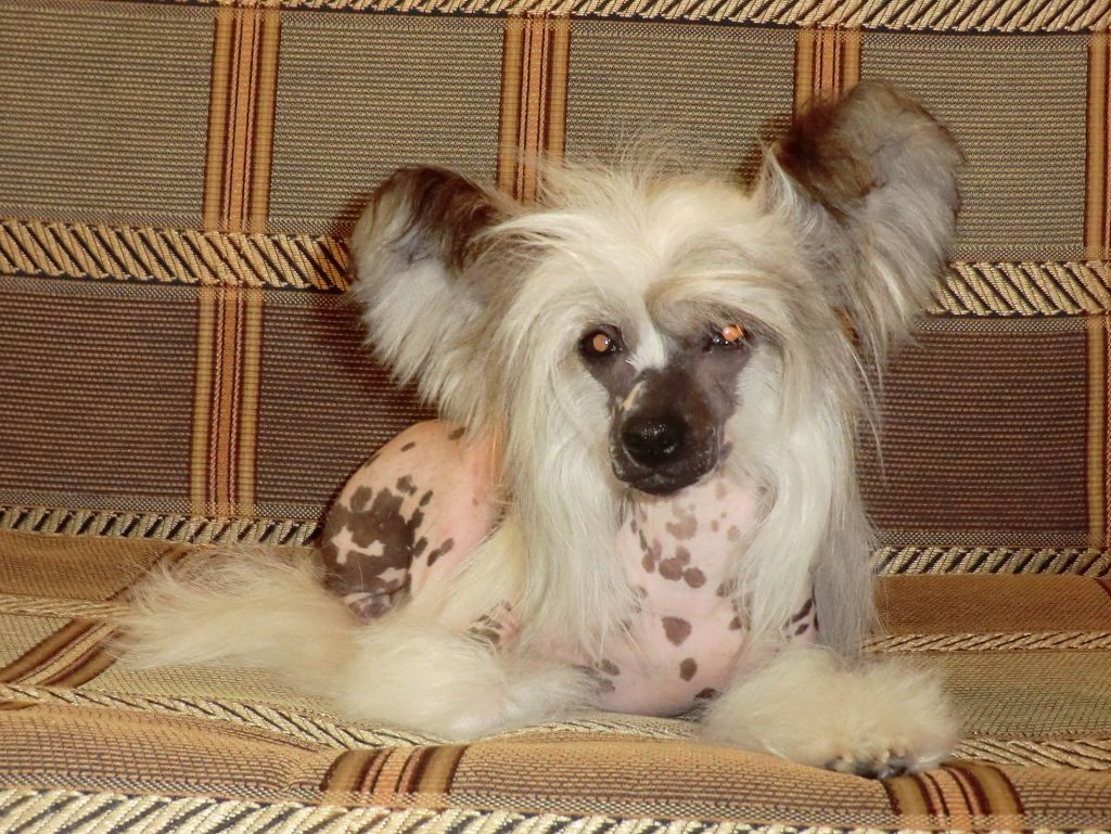 Tokkata Nejnaya Melodiya