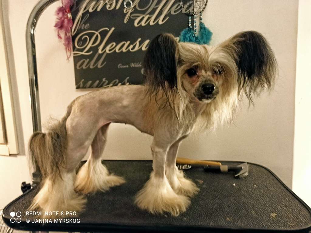 Sun Dan Red Rose From Heaven