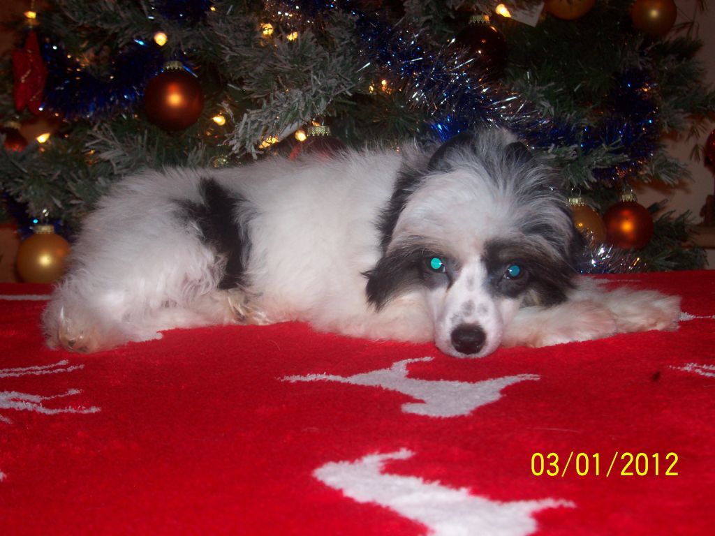 Isabel-Legra Gold Anet