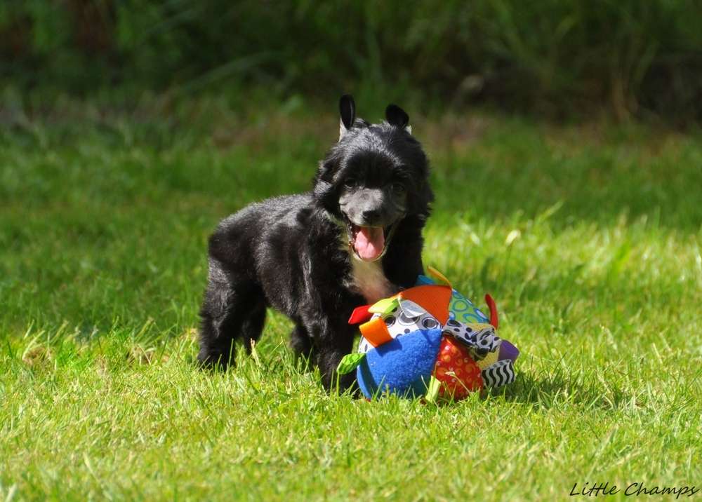 Pointe noire Little Champs