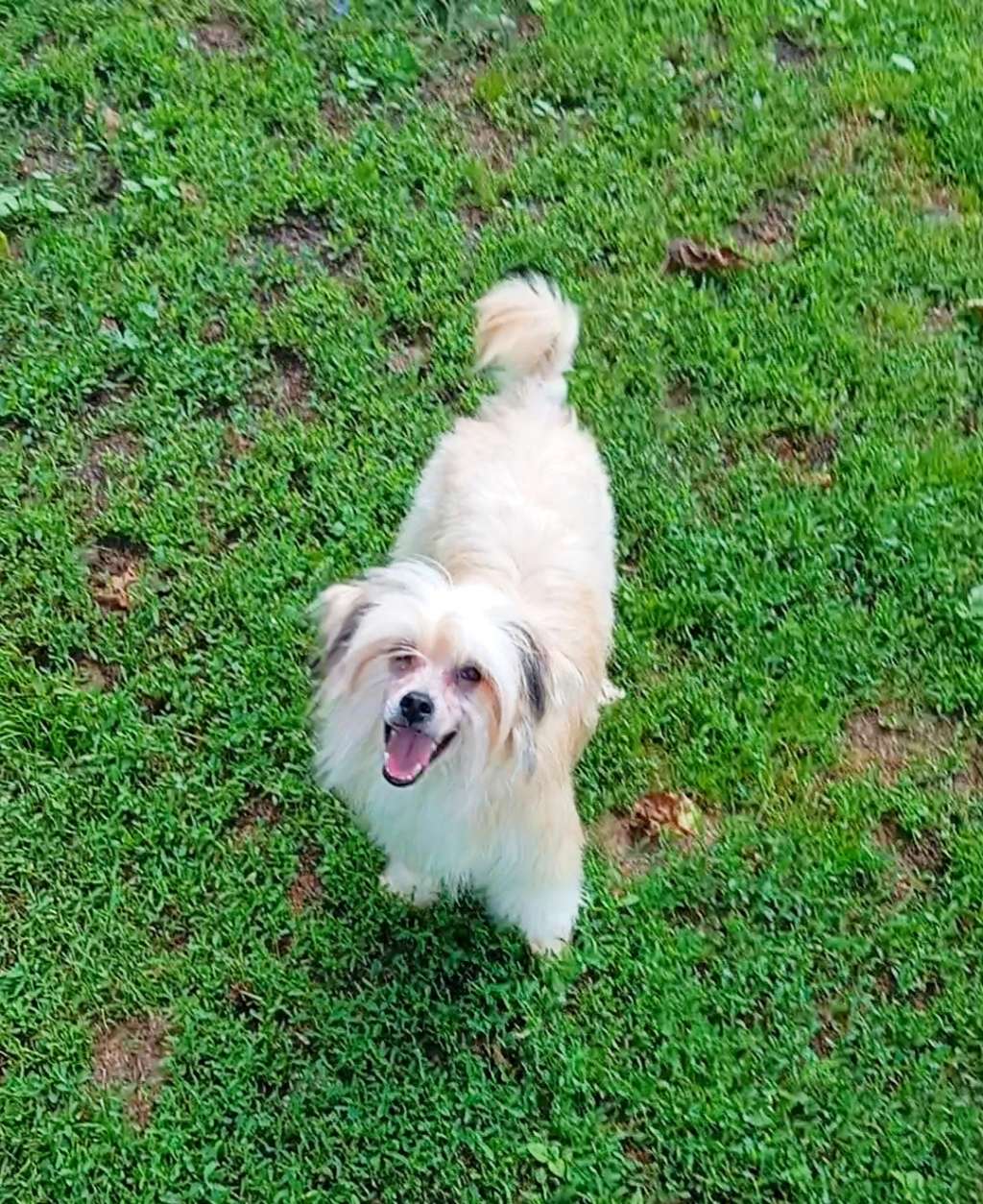 Magiya Molosos Gratzi