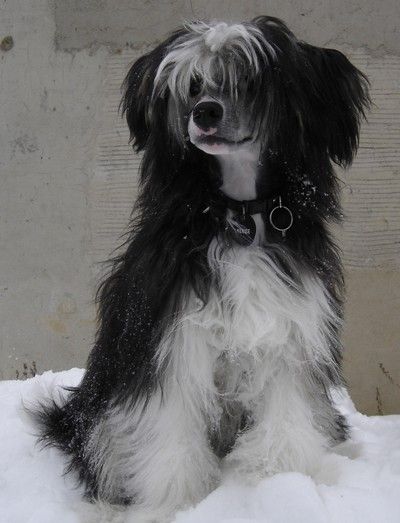 Balthasar Jess Black Denis