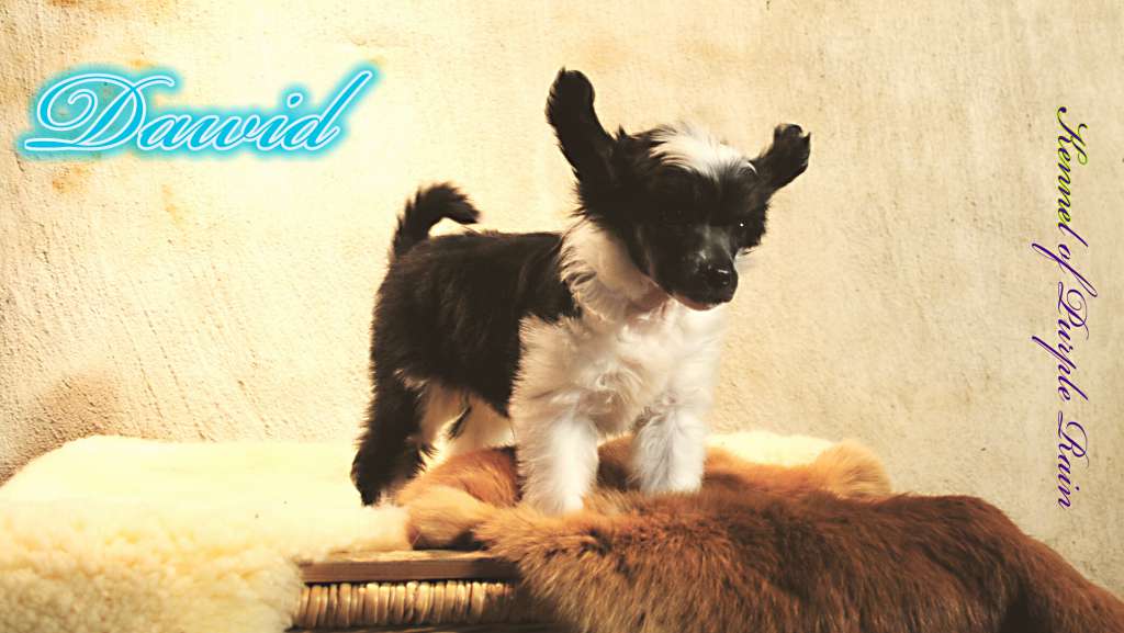 Dawid of Purple Rain