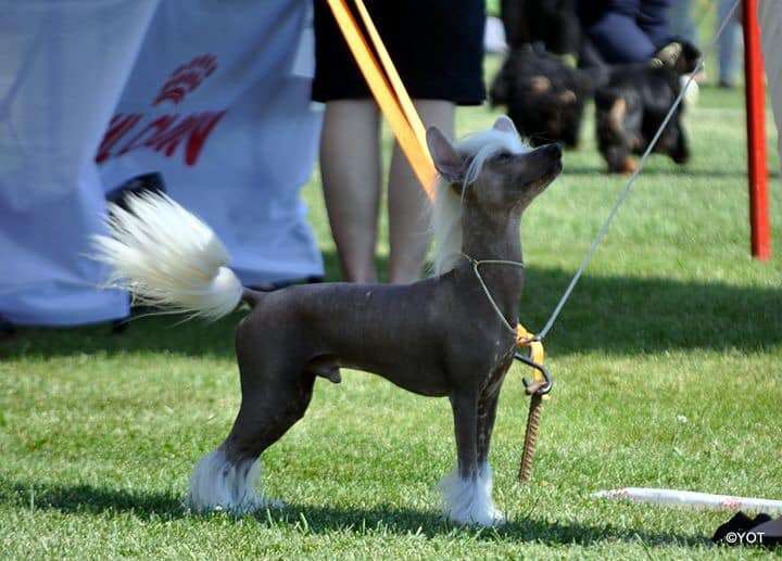 Royalette's Fine As Frog's Hair