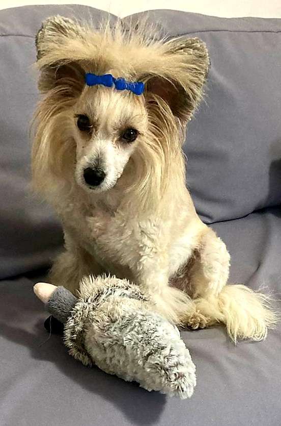 Isally Incrível z Jaromerského panství