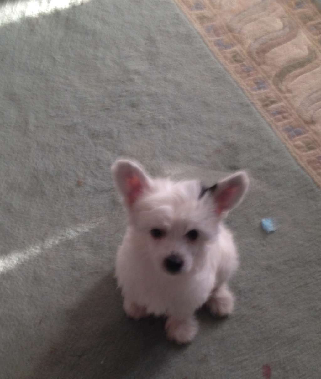 Cavhill Vanilla Kisses