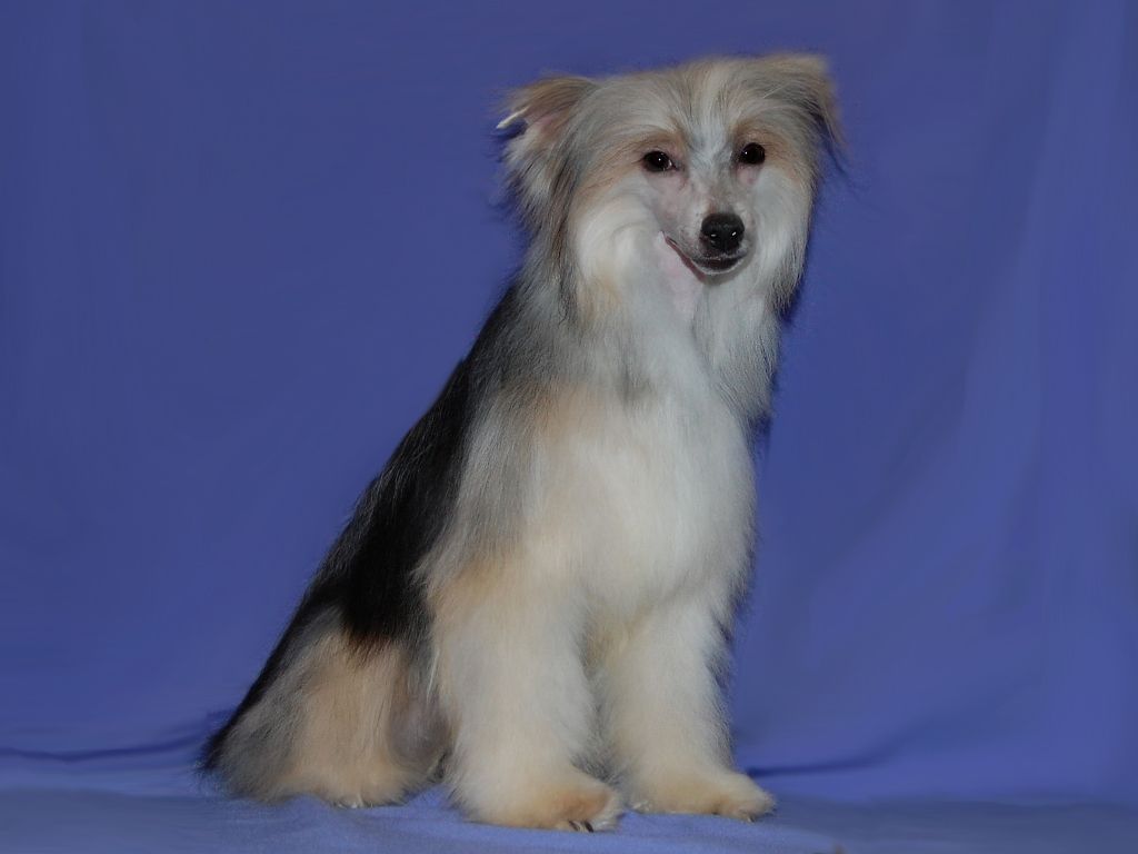 True Magnifisen Cherry  Brandy