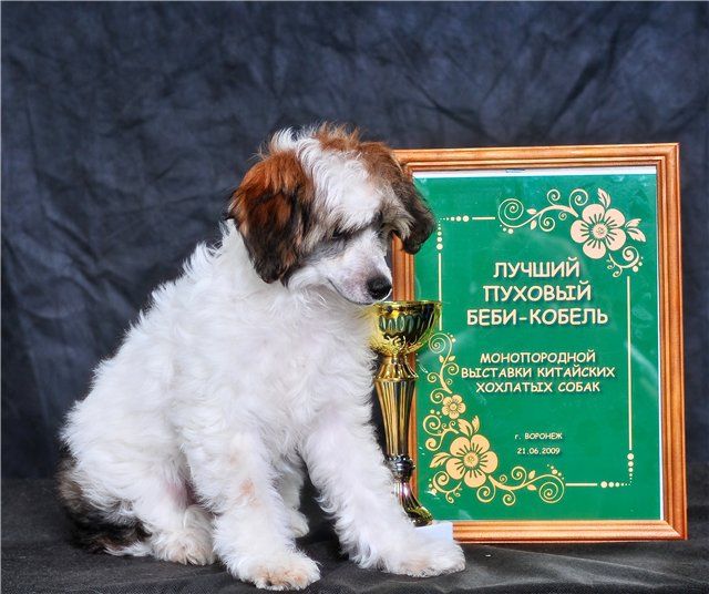 Yahontovy Moy ot Volnogo Psa