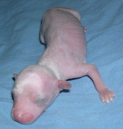 Belshaw's White Diamonds Brilliant