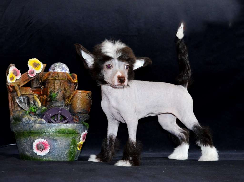 Zinnia Little Ladi Gab