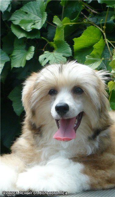 Finist Yasniy ot Volnogo Psa