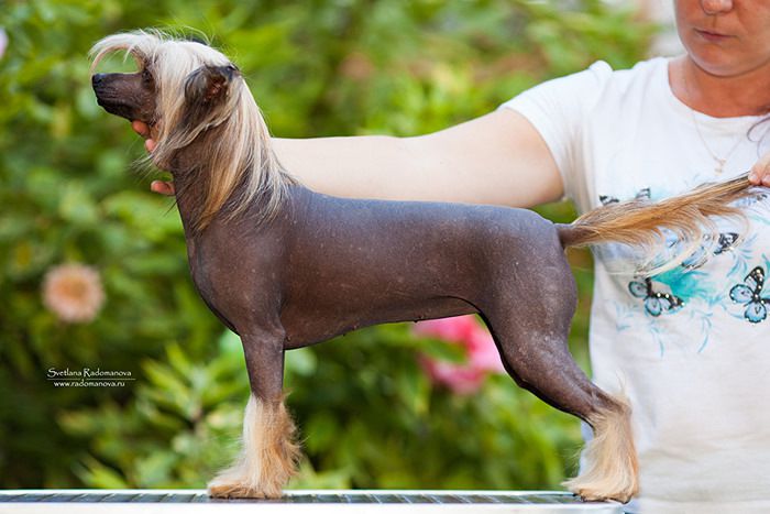 Rolana Family Valkyria Brunhilda