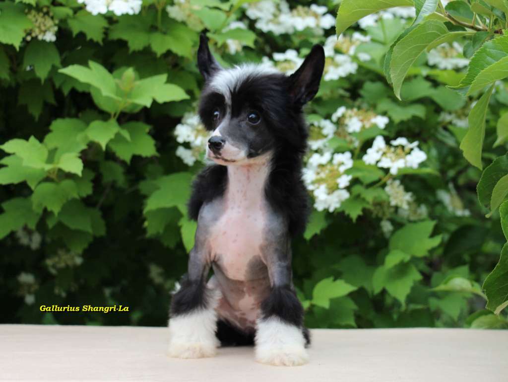 Gallurius Shangri-La For Shina Gold