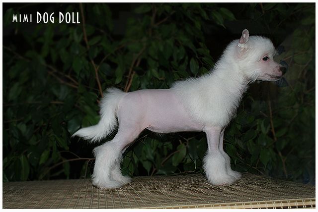 Mimi Dog Doll Tally Weijl