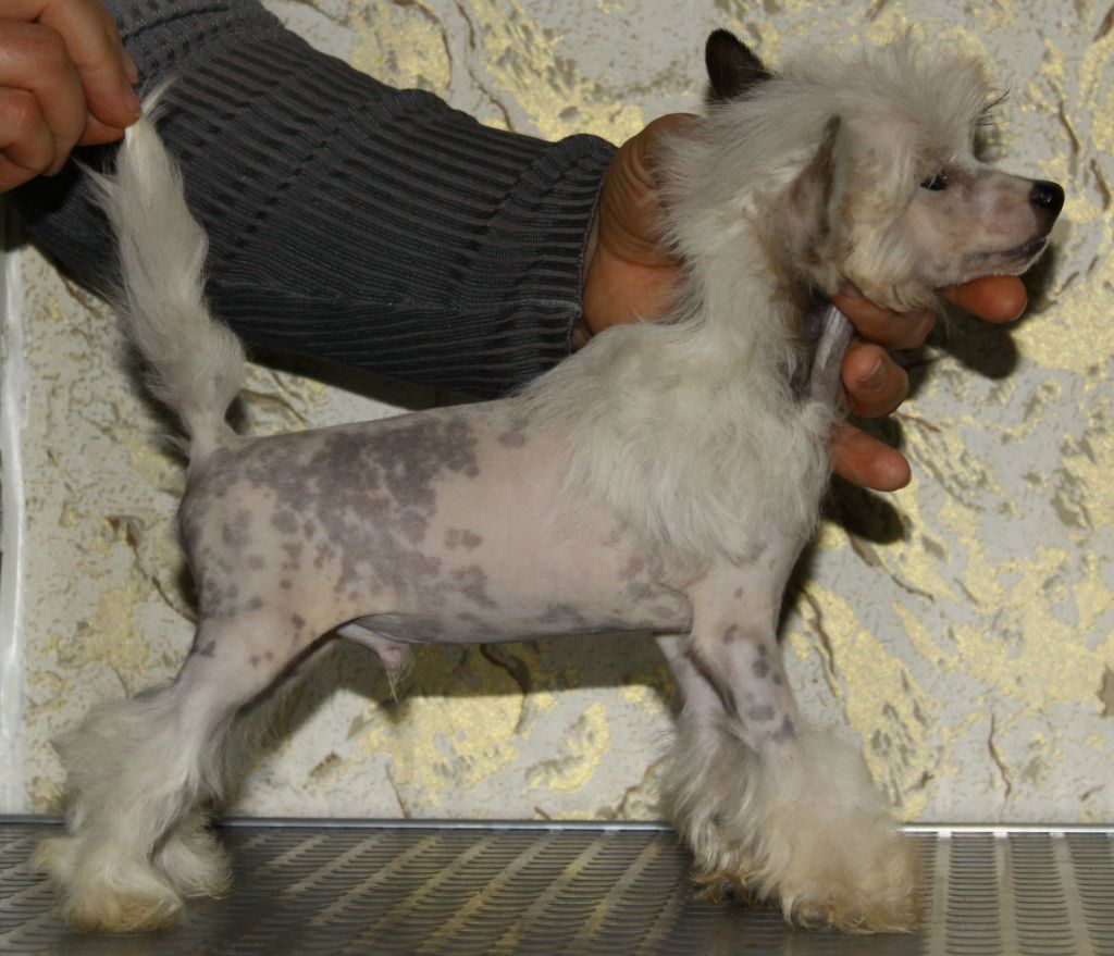 Premier Mari Jean Michel Jarre