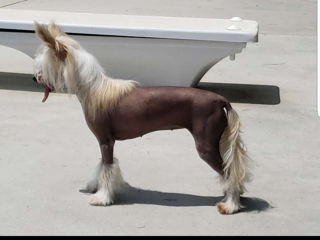 RPBIS Rock Star's Gone with the Wind Fabulous