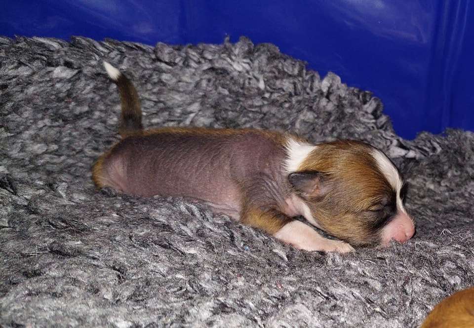 ChinoPata's Toss Me I'm Gimli