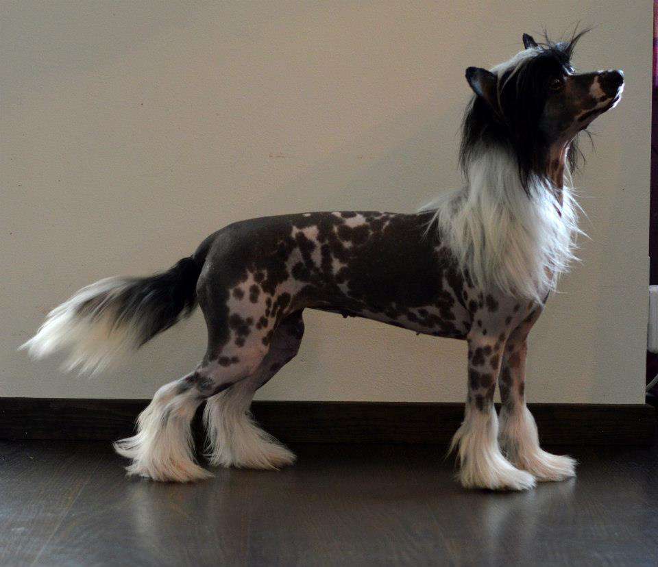 Bonniveras Just Amazing