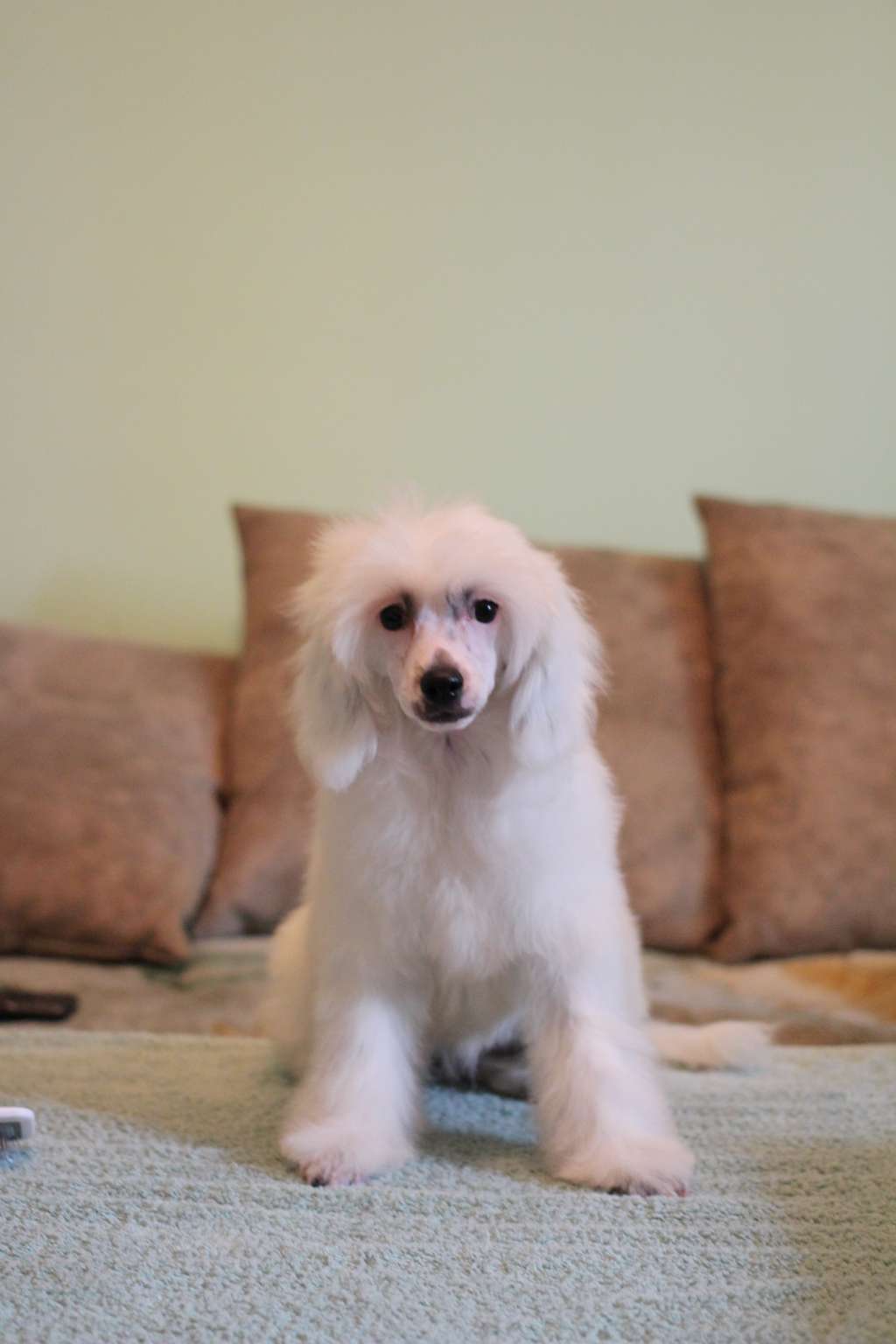 Shelcovij Shlejf Cartheit